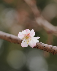 山桜