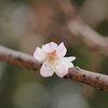 山桜
