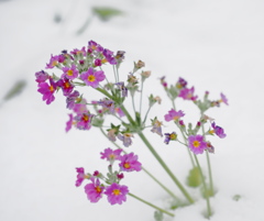 雪の花