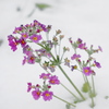 雪の花