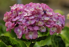 雨上がりの紫陽花その５