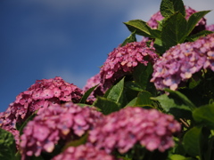 雨上がりの紫陽花その３