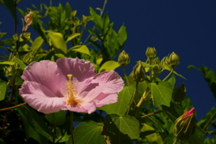 近所に咲く花