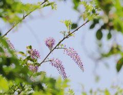 藤の花と新緑