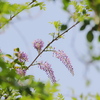 藤の花と新緑