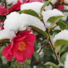 雪とサザンカ