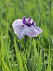 碧南市油ヶ淵花菖蒲園