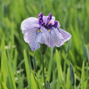 碧南市油ヶ淵花菖蒲園