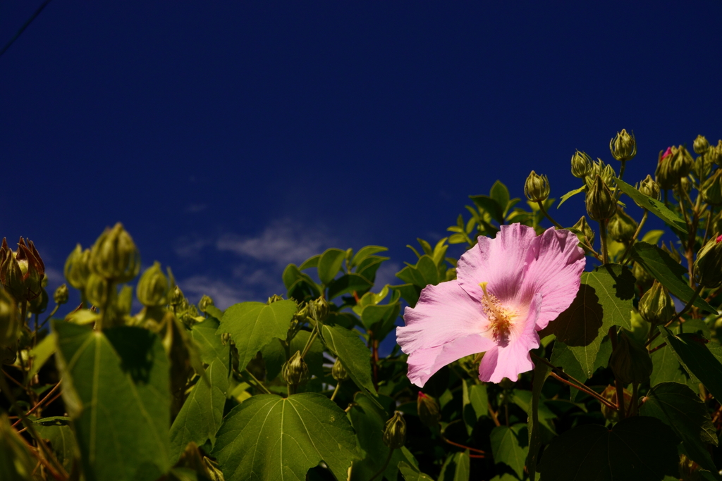 近所に咲く花