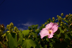 近所に咲く花