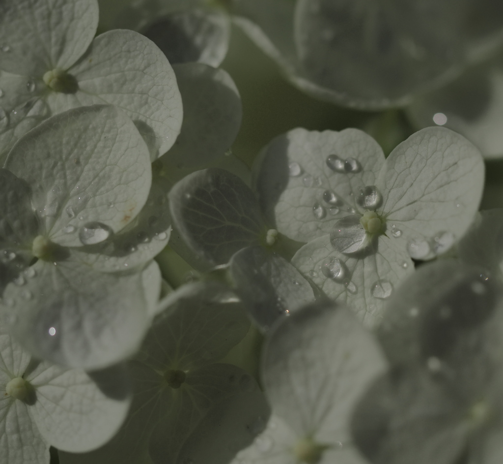 雨上がりの紫陽花その６