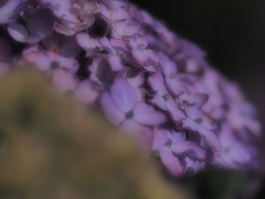 雨上がりの紫陽花その４