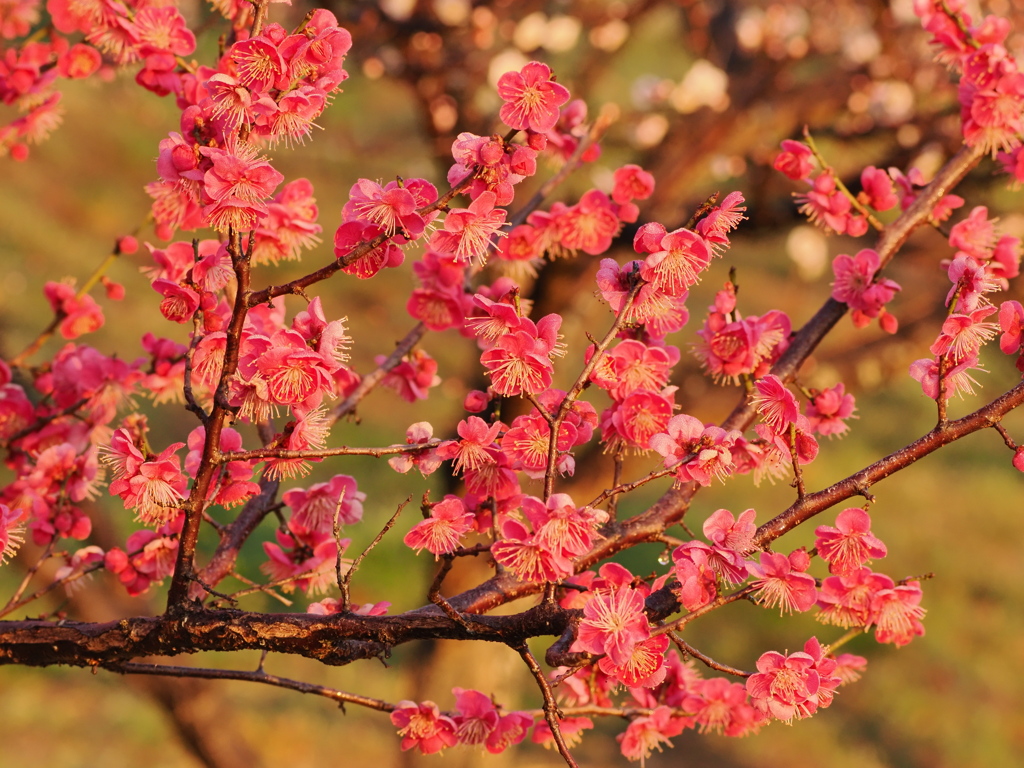 紅梅