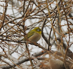 任坊山公園のメジロ