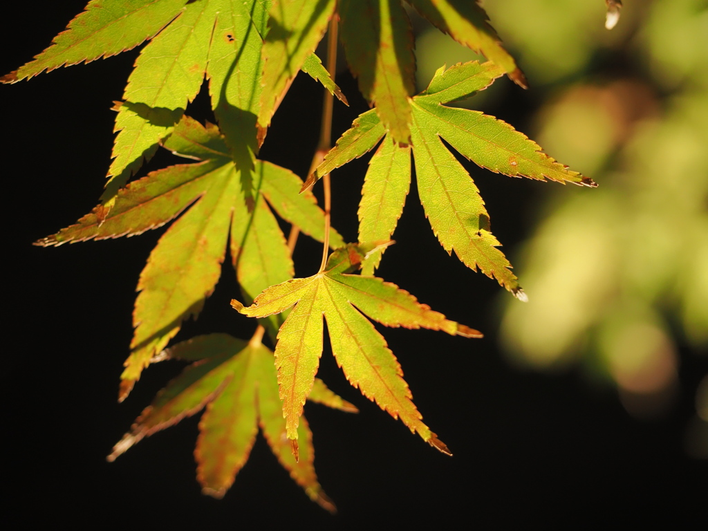 白鳥庭園の紅葉ライトアップ。