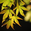 白鳥庭園の紅葉ライトアップ。
