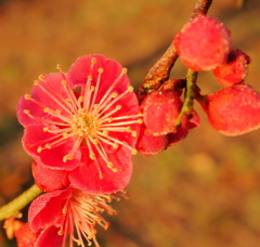 紅梅
