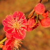 紅梅