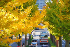 桜通りの銀杏。