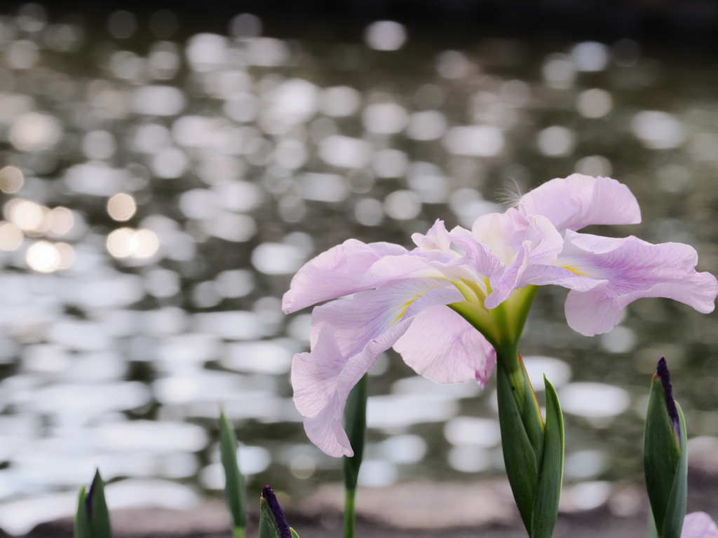 碧南市油ヶ淵花菖蒲園