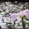 碧南市油ヶ淵花菖蒲園