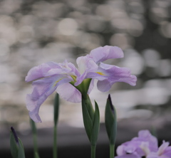 碧南市油ヶ淵花菖蒲園