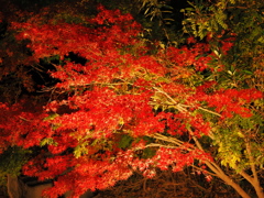 白鳥庭園の紅葉ライトアップ