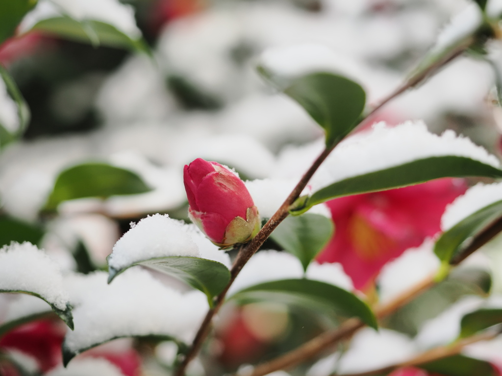 雪とサザンカ