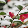 雪とサザンカ