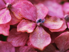 雨上がりの紫陽花その２