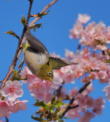 河津桜とメジロ