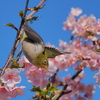 河津桜とメジロ