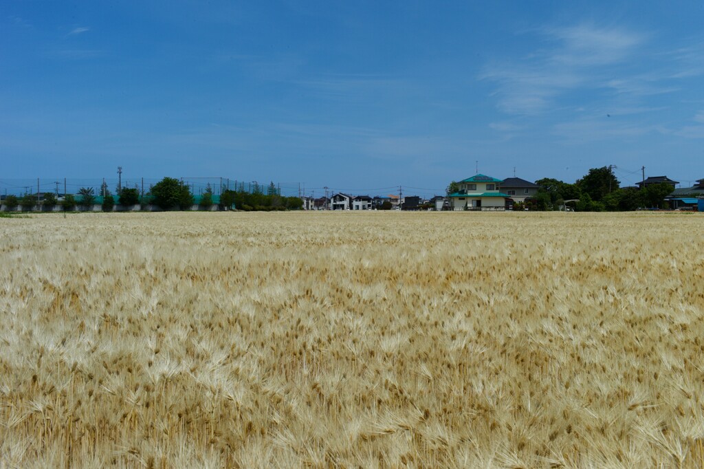 L1003084