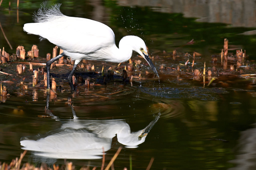 東京散策～江戸川区行船公園04