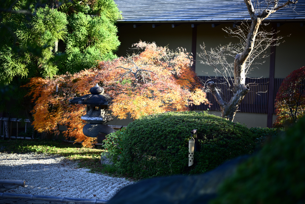 街の紅葉2024 04