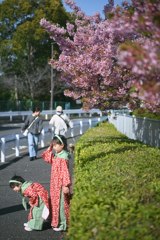 東京散策～大横川の河津桜2026_05