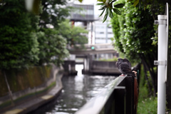東京散策~中央区佃06