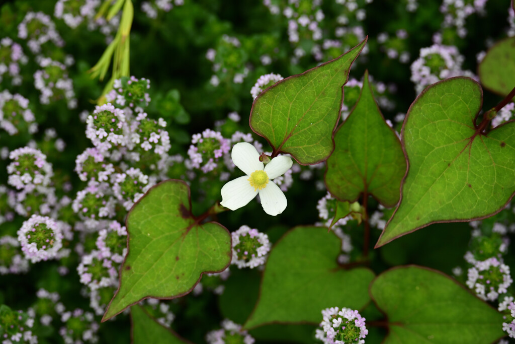 木場公園の植物06