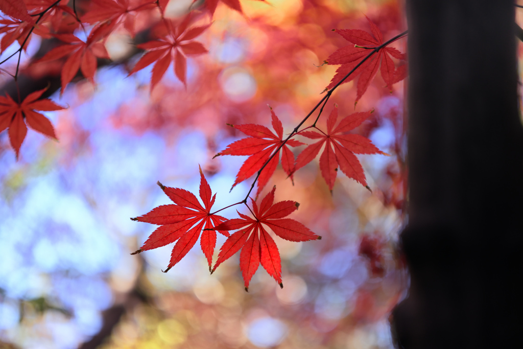 紅葉と黄葉02