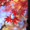 紅葉と黄葉02