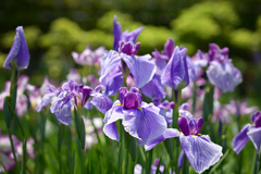 東京散策～葛飾区堀切菖蒲園04