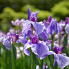 東京散策～葛飾区堀切菖蒲園04