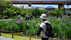 東京散策～葛飾区堀切菖蒲園12