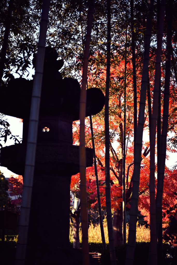 街の紅葉2024 06
