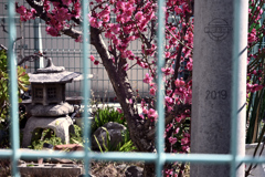 街の小さな日本庭園