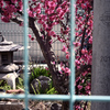 街の小さな日本庭園