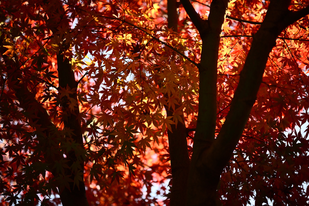 街の紅葉2024 02
