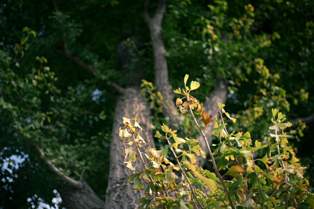 東京散策～江東区砂町54