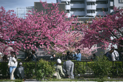 東京散策～大横川の河津桜2026_04