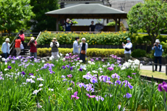 東京散策～葛飾区堀切菖蒲園10